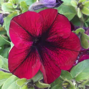 Touga F1 Petuniafrön: Grandiflora Superbissima - 20 pelleterade frön