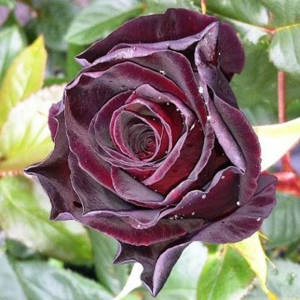 50PCS Black Baccara Hybrid Tea Rose Shrub Flower Perennial Seeds For Home  Garden