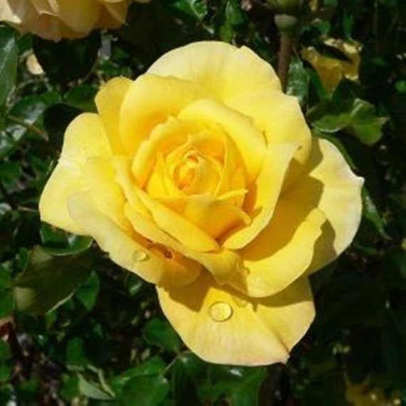 Rose Gold Flowers - Temu