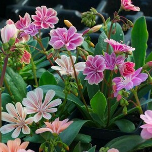 Lewisia seeds, Lewisia cotyledon 'Elise' Lewisia Mix seeds 10 seeds / Rockery plant image 4