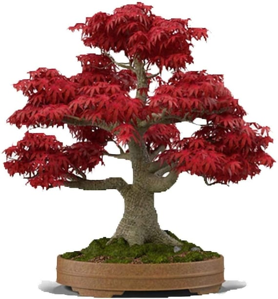 Japanese Red Maple Bonsai Seeds: Acer Palmatum Atropurpureum (5