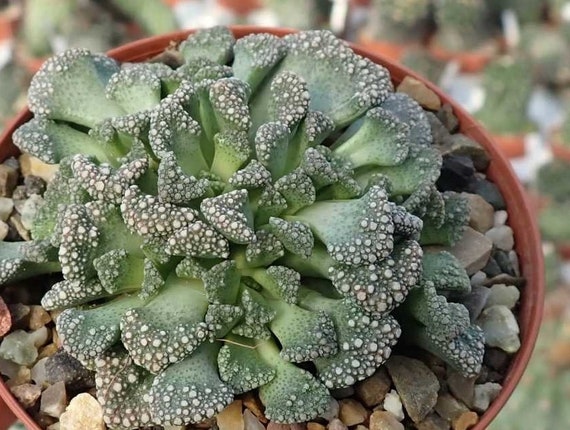 Titanopsis Calcarea: Trucchi E Segreti Per Prendersi Cura Di Questa Pianta Grassa - Foto 14