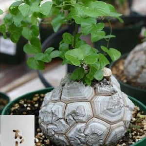 Könnte beinhalten: Nahaufnahme einer einzigartigen, grauen, strukturierten Pflanze mit einer runden, segmentierten Form. Die Pflanze ist in einem grünen Topf eingetopft und hat grüne Blätter, die aus der Oberseite wachsen.