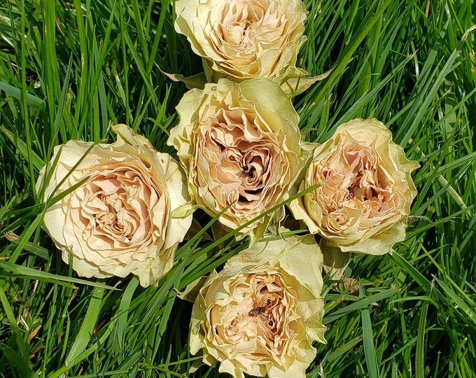 Dried Spray Roses, Real Roses for Crafts, for Resin, for Shadow Boxes ...