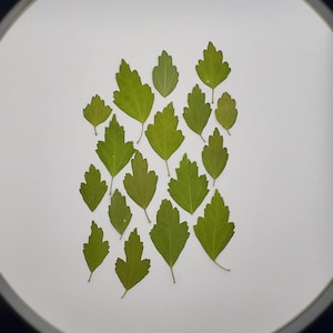 Pressed Greenery, Dry Leaves