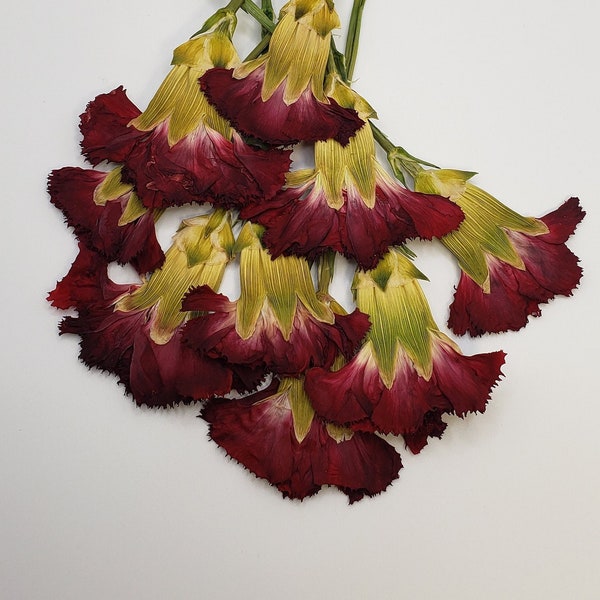 Pressed Carnations, Dry Red Carnations, Small Flower for Resin