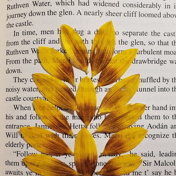 Real Flower Petals Etsy