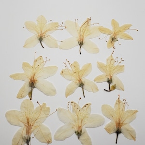 Pressed  White Azalea Flowers for Crafts, Resin, Jewelry making
