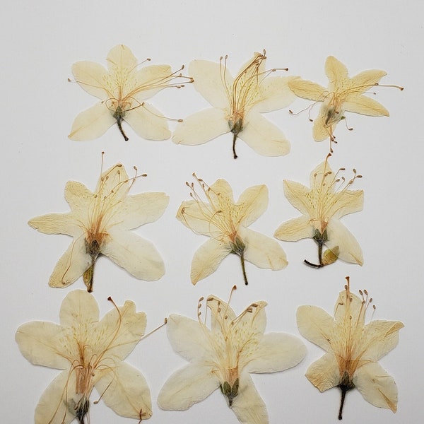 Pressed  White Azalea Flowers for Crafts, Resin, Jewelry