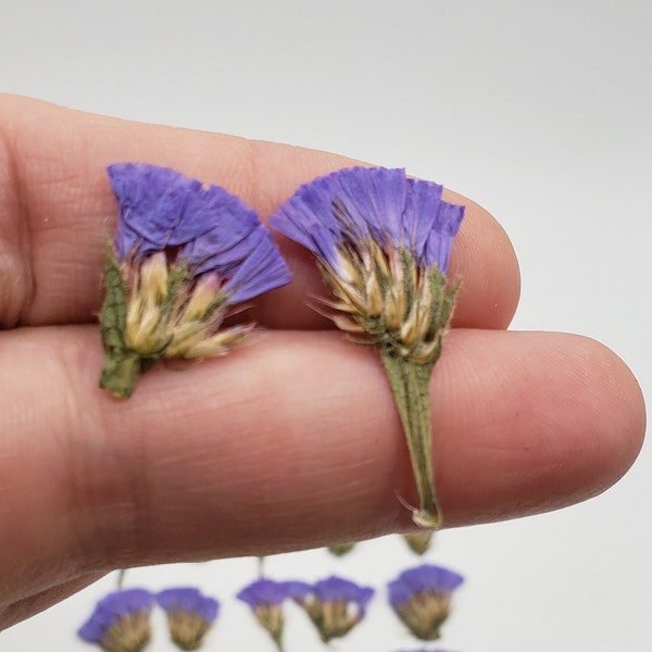 Pressed Statice Flowers, Sea Lavender for Resin
