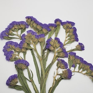 May include: A bunch of dried purple statice flowers with green stems. The flowers are arranged in a bouquet shape.