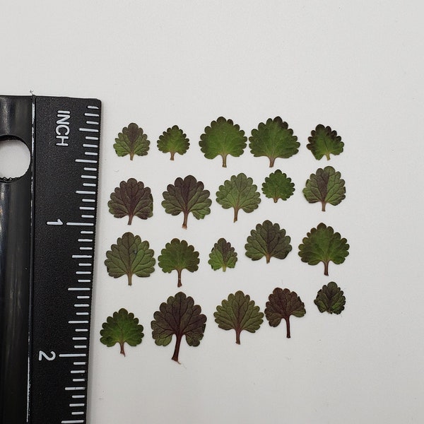 Tiny leaves for mini crafts, small pressed leaves for resin, jewelry making, miniature real greenery, nail art, small greenery, 20 pieces