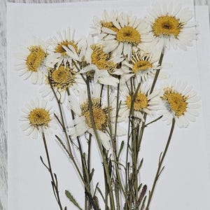 Pressed Daisy Flowers With Stem