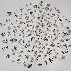 May include: A collection of assorted pressed flowers arranged in a circular pattern. The selection includes small white, cream, and deep purple blossoms with delicate green stems and feathery foliage, all displayed against a plain white background.