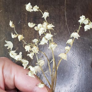 Lily of the Valley, Air Dried-Not Flat Flowers
