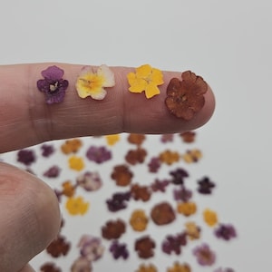 May include: A collection of small, dried, pressed flowers in shades of purple, yellow, orange, and brown. The flowers are scattered across a surface, with four individual blossoms resting on a finger to show their miniature scale and delicate texture.