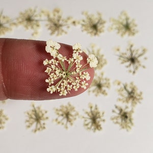 Pressed Queen Anne&#39;s Lace Flower, 30 Tiny Pieces