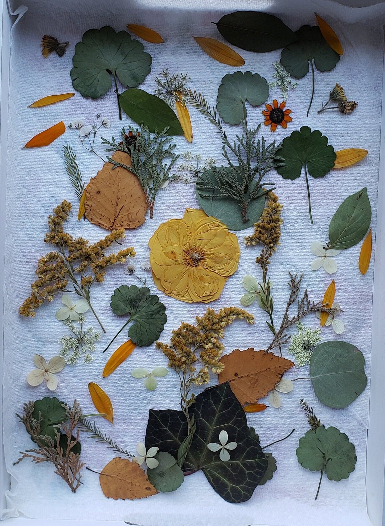 Dried Pressed Flowers and Leaves for Resin, Jewelry DIY, Card
