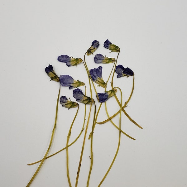 Pressed Wild Violet, Small Purple Dried Flowers, for Jewelry, 20 pcs