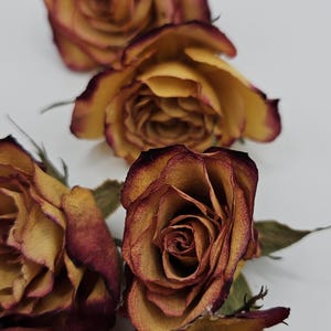 Preserved Spray Roses, 8 Pieces immagine 6