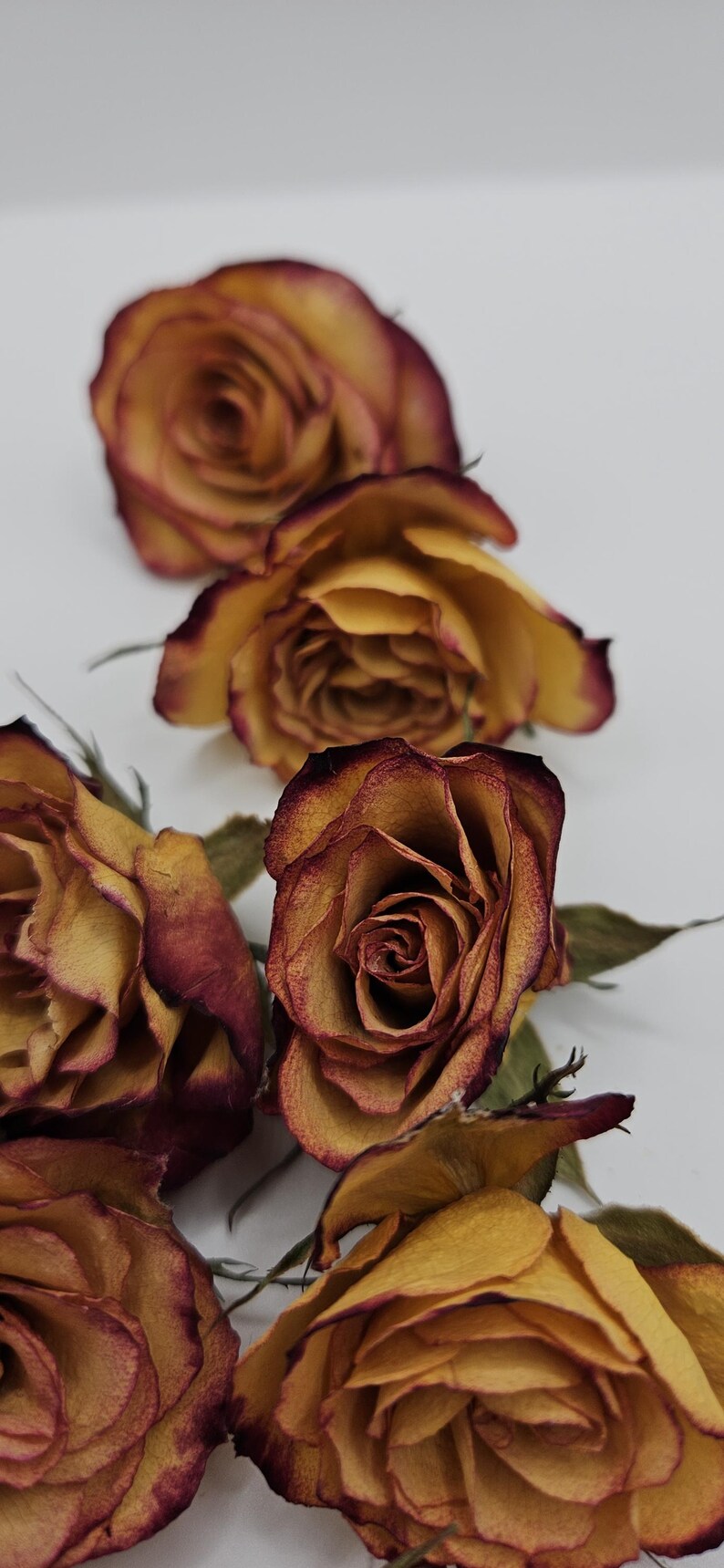 Preserved Spray Roses, 8 Pieces immagine 6