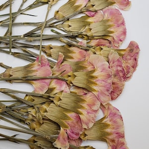 Pressed Mini Carnation for Crafts, Pink-Beige Carnations