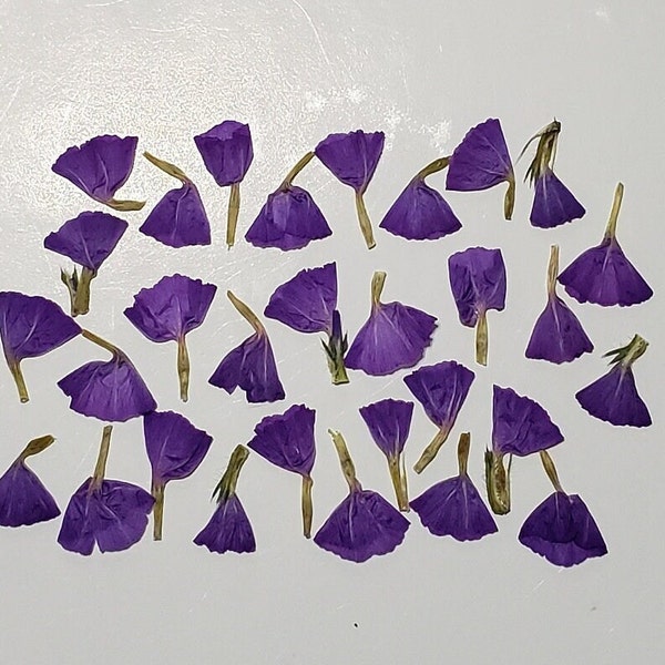 Pressed mini statice flowers, tiny purple flower for small crafts, jewelry making, nail art, mini flowers, real pressed flower