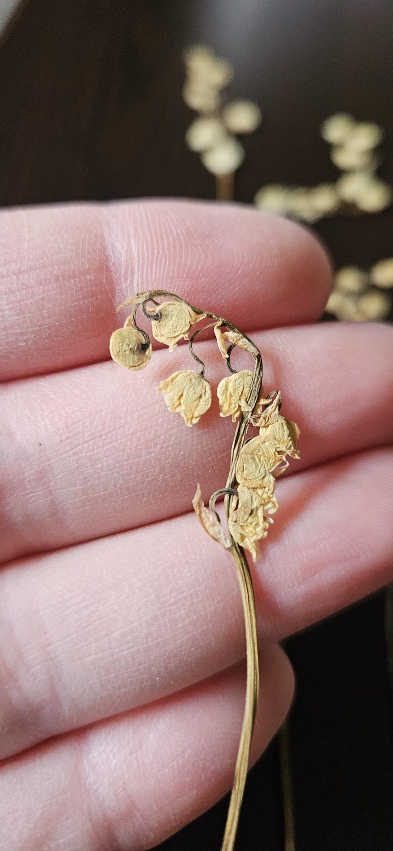 Puede incluir: Primer plano de flores secas de lirio de los valles. Las delicadas flores en forma de campana son de color amarillo p&aacute;lido, con un tallo delgado y marr&oacute;n. Las flores se sostienen en una mano, con un fondo oscuro.