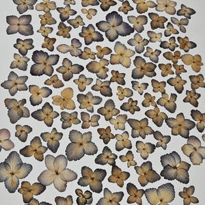 May include: A collection of numerous pressed hydrangea flowers scattered across the frame. Each individual blossom features four delicate petals with a gradient of soft beige centers transitioning into muted blue and purple edges.