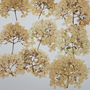 Pressed Hydrangea Flowers, 15 Vintage Color Pieces
