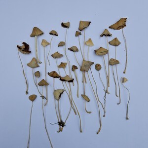 Dried Small Mushrooms, 20 Pieces