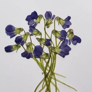 Pressed Wild Violet, 20 Pieces