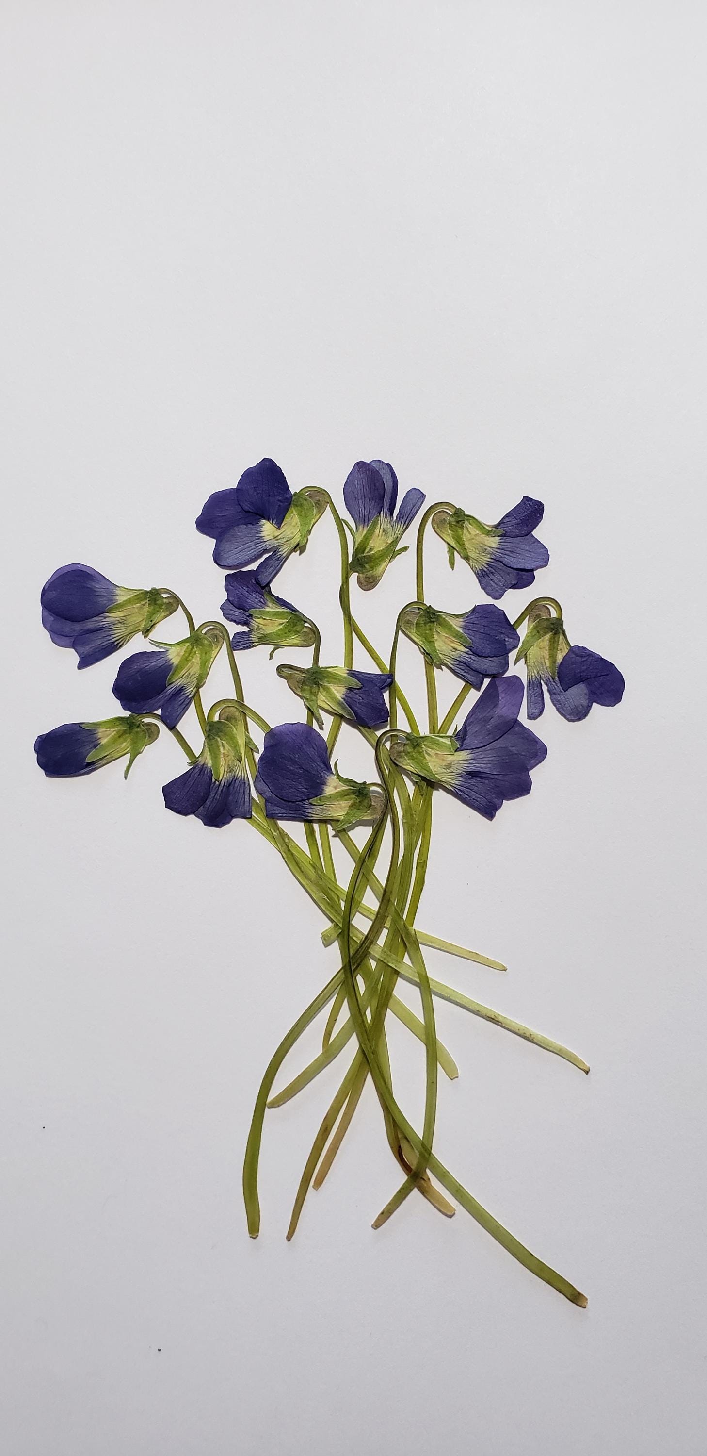 Pressed Wild Violet, 20 Pieces