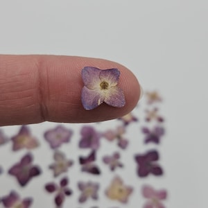 May include: A close-up of a small, dried purple flower held between fingers, with other similar flowers scattered below. The flower has a light yellow center and a four-petal shape, ideal for crafting or decoration.