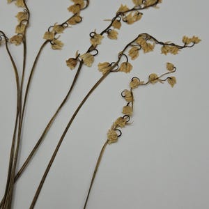 Puede incluir: Primer plano de tallos florales secos con peque&ntilde;as flores beige. Los tallos son de color marr&oacute;n oscuro y las flores tienen una textura de papel. El arreglo se encuentra sobre un fondo blanco liso, creando una est&eacute;tica minimalista.