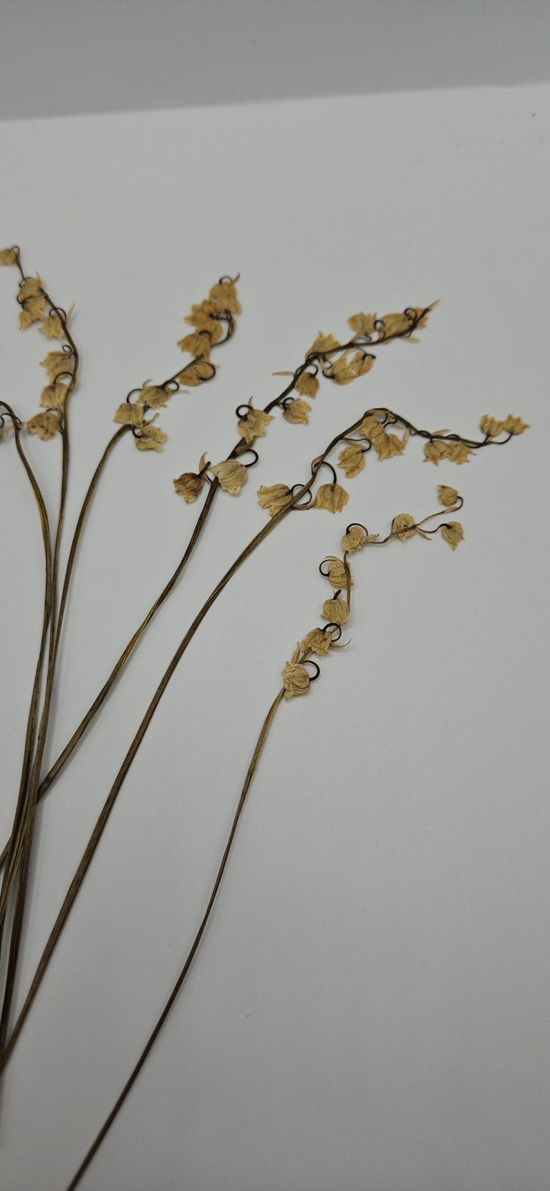 Puede incluir: Primer plano de tallos florales secos con peque&ntilde;as flores beige. Los tallos son de color marr&oacute;n oscuro y las flores tienen una textura de papel. El arreglo se encuentra sobre un fondo blanco liso, creando una est&eacute;tica minimalista.
