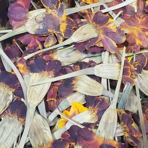 May include: A close-up of a pile of dried marigold petals. The petals are a mix of orange, yellow, and brown. The petals are arranged in a random pattern.