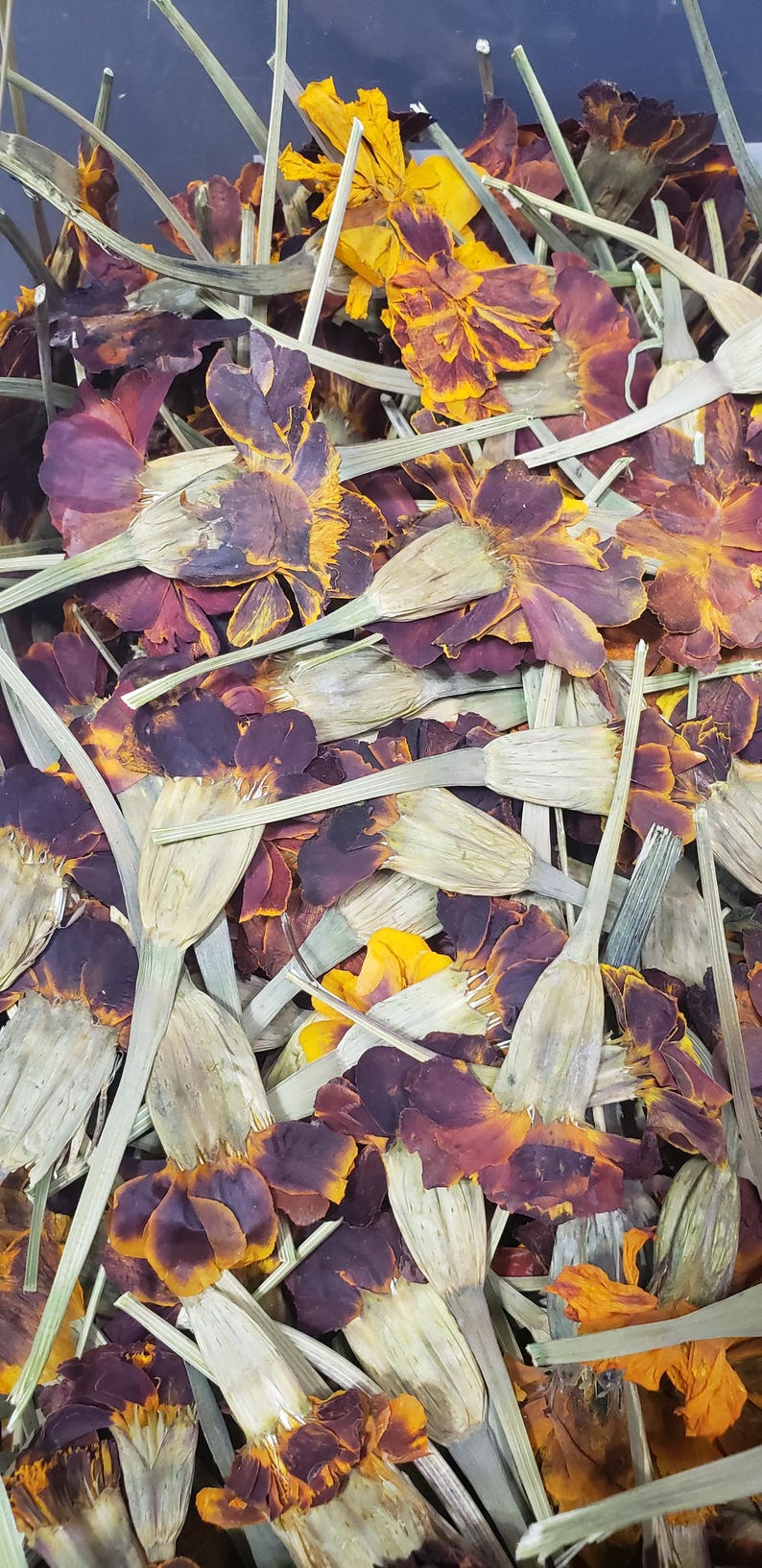 May include: A close-up of a pile of dried marigold petals. The petals are a mix of orange, yellow, and brown. The petals are arranged in a random pattern.