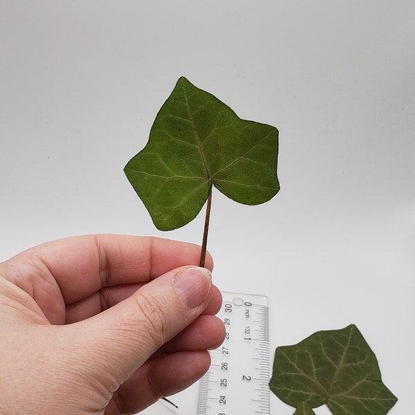 Pressed English Ivy Leaves, Real Leaf Set