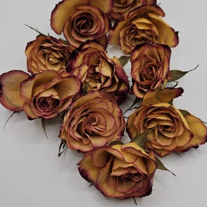 Preserved Spray Roses, 8 Pieces immagine 2