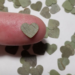 May include: A small, light green heart-shaped leaf is held between a finger and thumb. The leaf is surrounded by many other heart-shaped leaves scattered on a white surface.