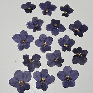 May include: A collection of fourteen pressed flowers in shades of deep violet and blue. Each flower features five delicate, thin petals and a small, bright yellow center. The flowers are arranged in a scattered pattern across the frame.
