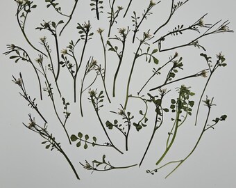 Pressed Spring Flowers, 30 Pieces