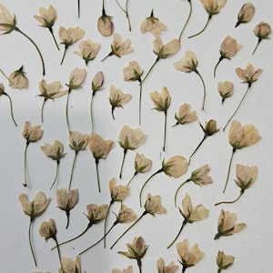 Pressed Spring Flower Buds, 30 Small Pieces