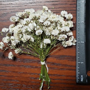 Best Flowers for Wedding Invitations, Pressed Baby's Breath, Wax Seal, Gypsophila