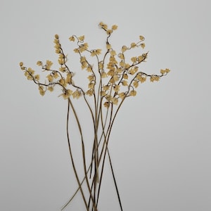 Puede incluir: Un conjunto de tallos secos, delicados, de color marr&oacute;n claro con peque&ntilde;as flores agrupadas de color amarillo-beige. Los tallos son largos y delgados, con una forma elegante y arqueada, creando una est&eacute;tica natural y org&aacute;nica. Las flores son peque&ntilde;as y acampanadas.