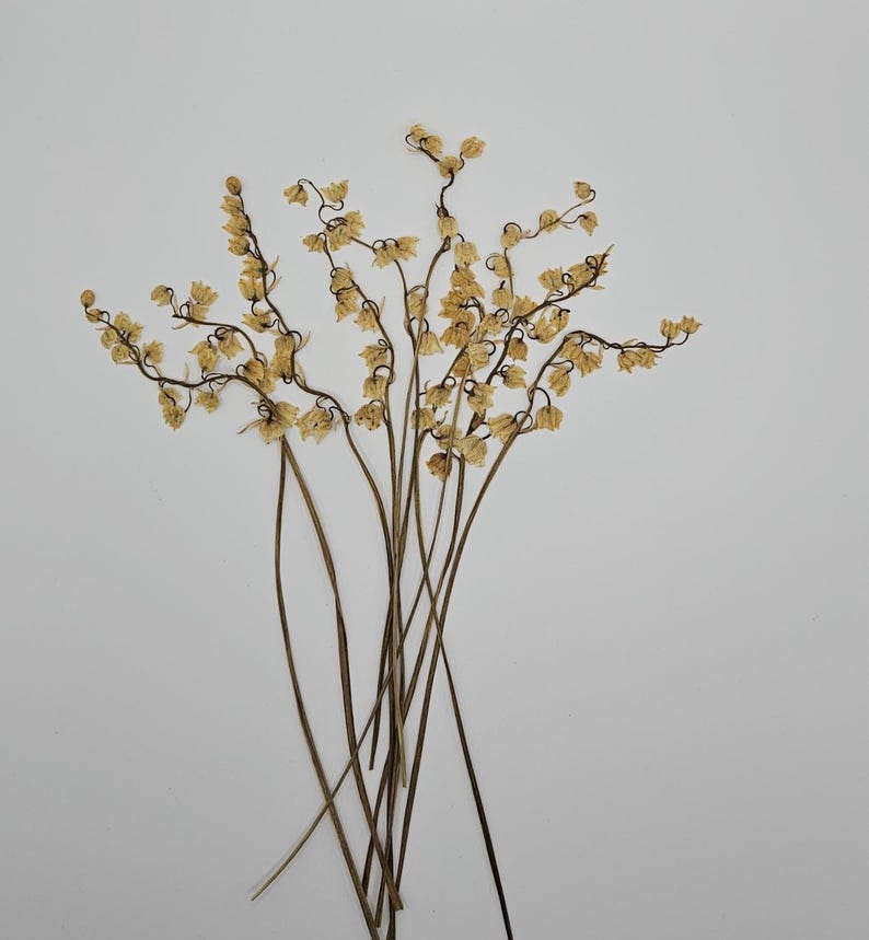 Puede incluir: Un conjunto de tallos secos, delicados, de color marr&oacute;n claro con peque&ntilde;as flores agrupadas de color amarillo-beige. Los tallos son largos y delgados, con una forma elegante y arqueada, creando una est&eacute;tica natural y org&aacute;nica. Las flores son peque&ntilde;as y acampanadas.