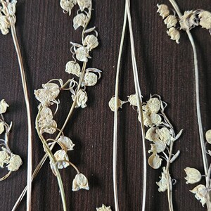 Puede incluir: Tallos secos de lirios de los valles con delicadas flores en forma de campana en una paleta de colores neutros. Los tallos est&aacute;n dispuestos sobre un fondo de madera marr&oacute;n oscuro, creando una est&eacute;tica natural y bot&aacute;nica.