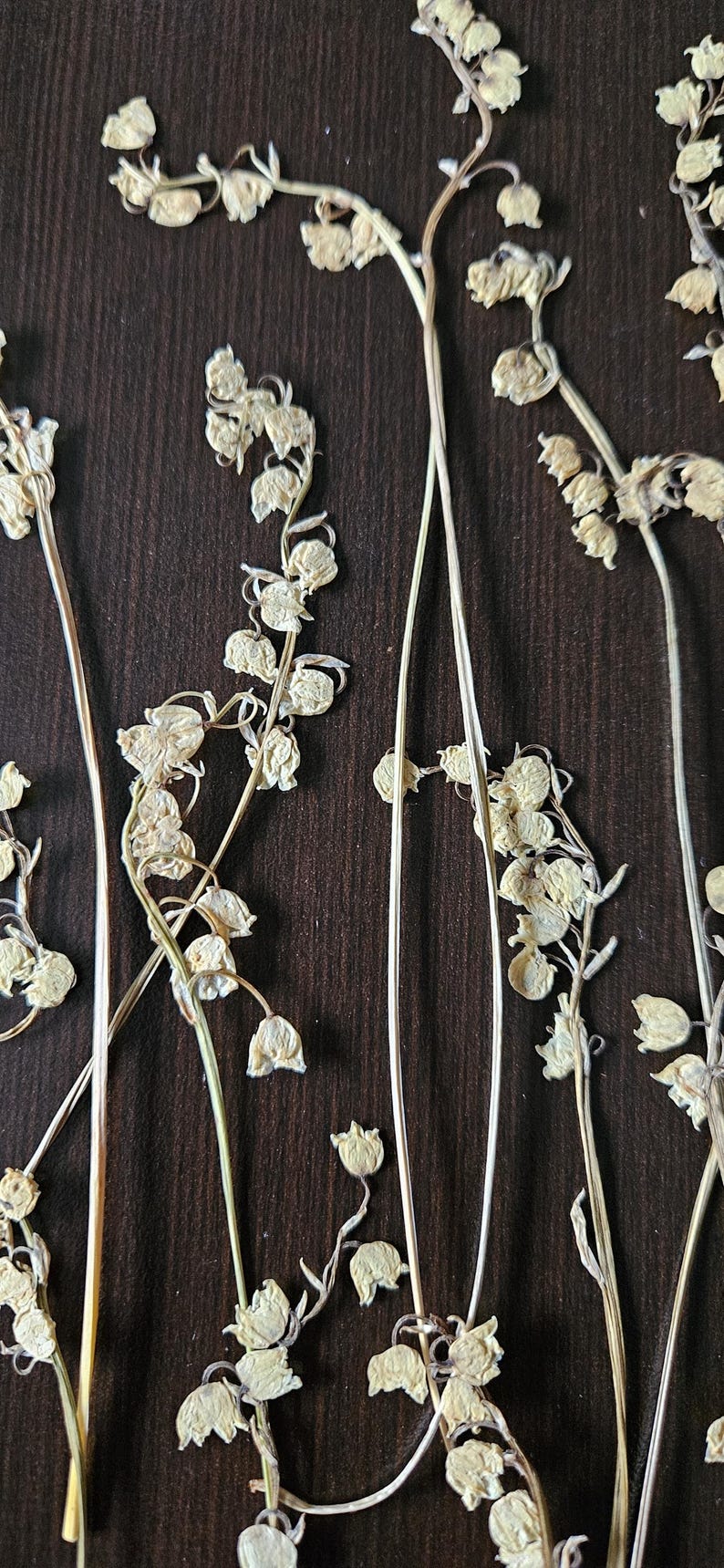 Puede incluir: Tallos secos de lirios de los valles con delicadas flores en forma de campana en una paleta de colores neutros. Los tallos est&aacute;n dispuestos sobre un fondo de madera marr&oacute;n oscuro, creando una est&eacute;tica natural y bot&aacute;nica.