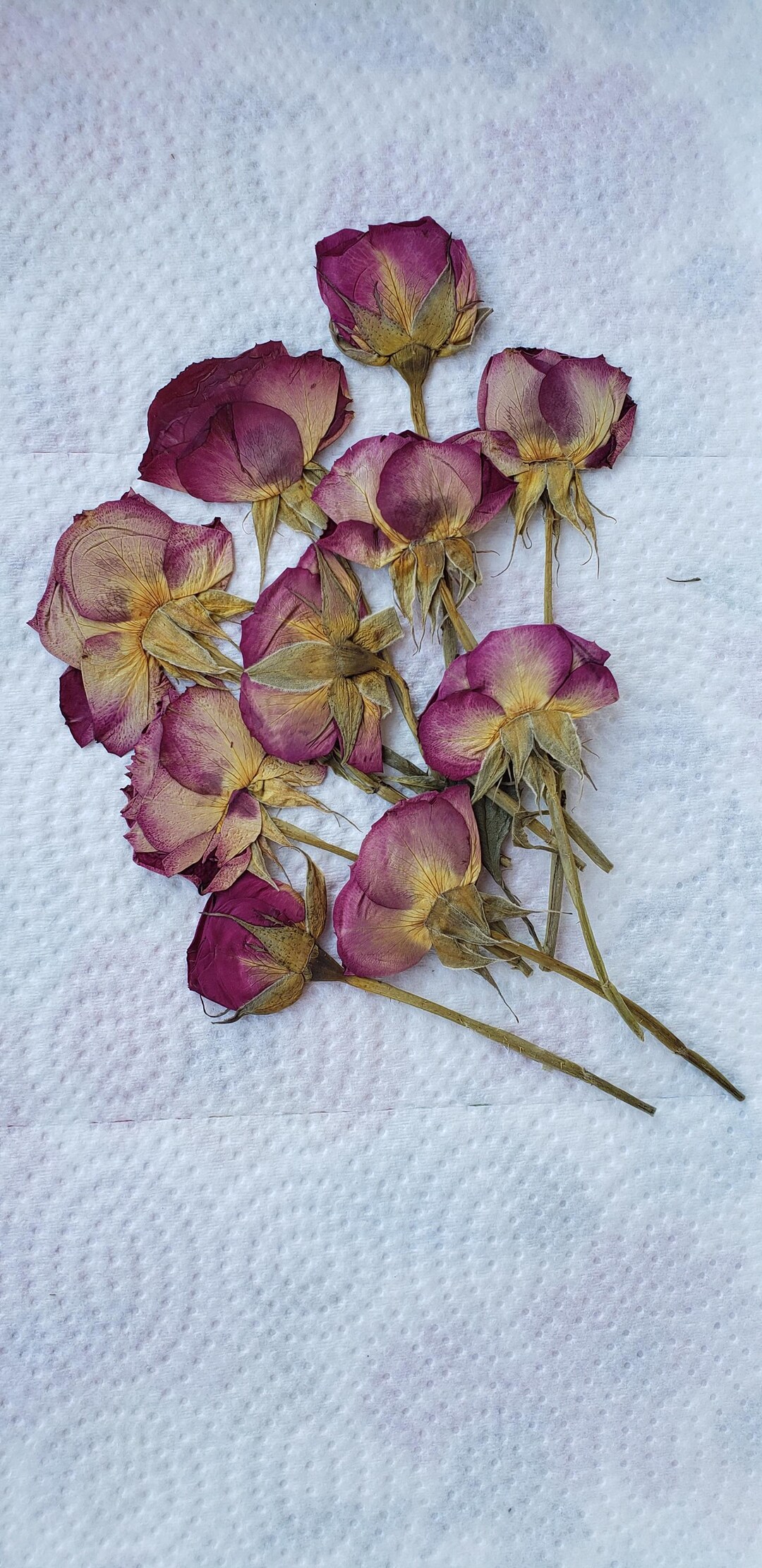 Pressed Spray Roses, Set of 10 - Etsy